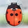 Coccinelle Adhésive Anti-insectes - Lot De 4