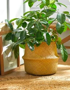 Panier Pliable Jonc De Mer